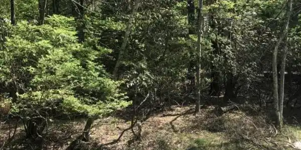 Dogwood Drive & Willow Dr