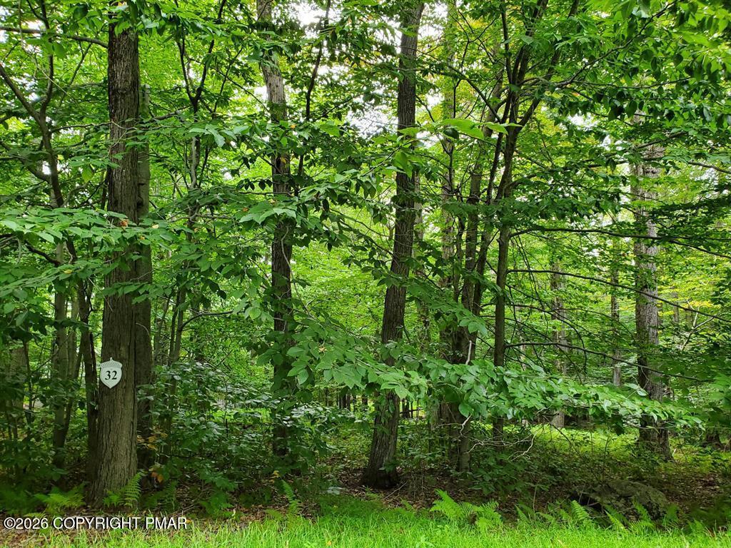 Image 1: Tall Oak Photo