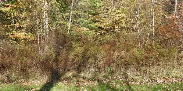 28 Spruce RD