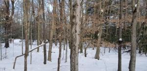 55 Longfellow Cir