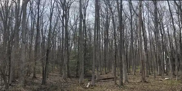 Lot 5LAN Dogwood Dr
