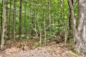 #20 Tanglewood Dr