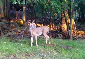 Lot 30 Wolf Hollow Rd
