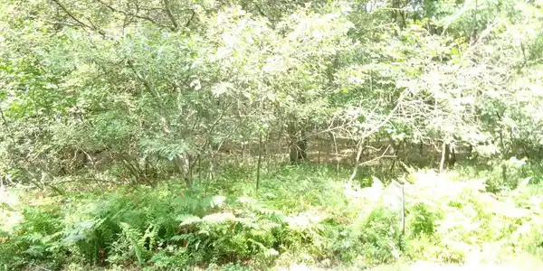 6 Bear Lane