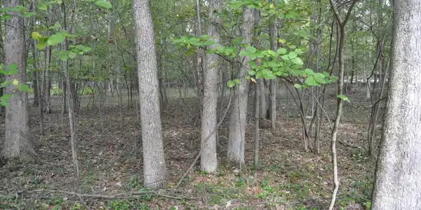 Lot A2PW Piney Woods Dr