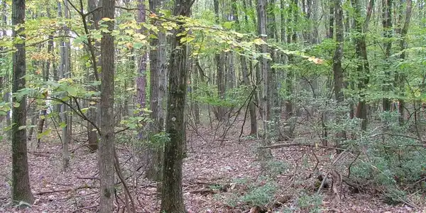 Pohopoco Dr