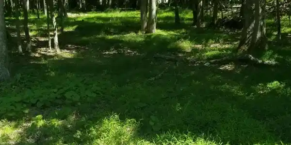 Indian Trl