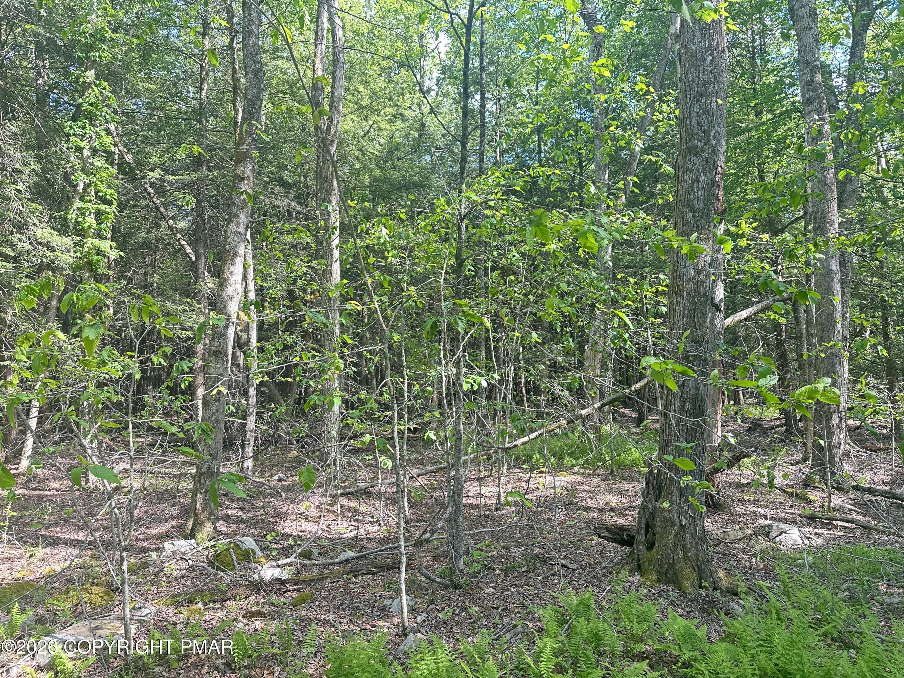 Image 3: View of Land at Front of Lots