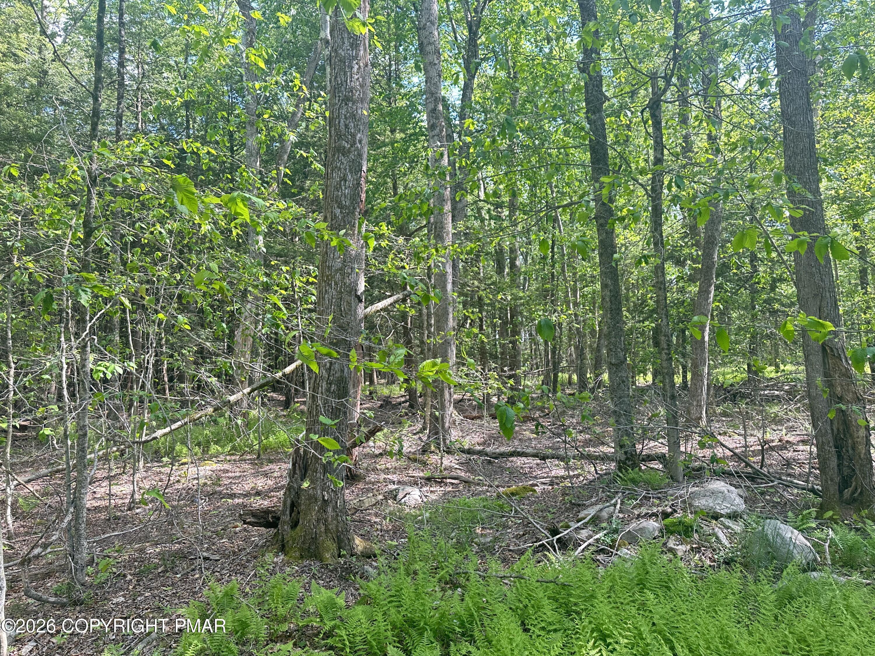 Image 4: View of Land at Front of Lots