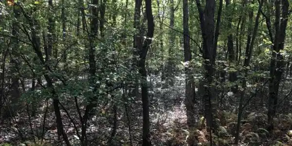 Lot 31 Piney Woods Dr