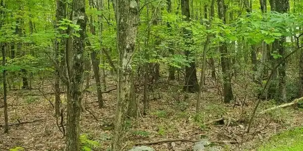 Lot 13 GREEN FORREST Court