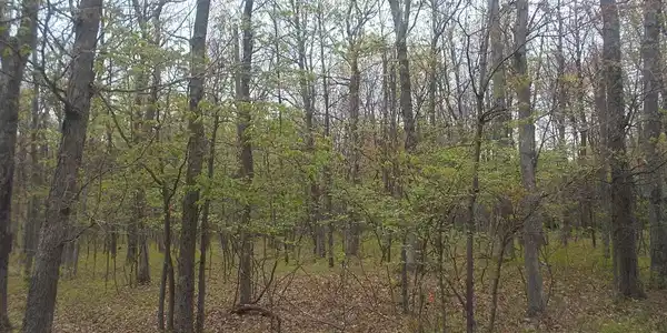 Piney Woods Dr