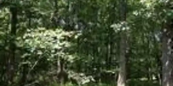 Dogwood Dr