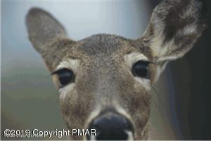 Image 2: Deer