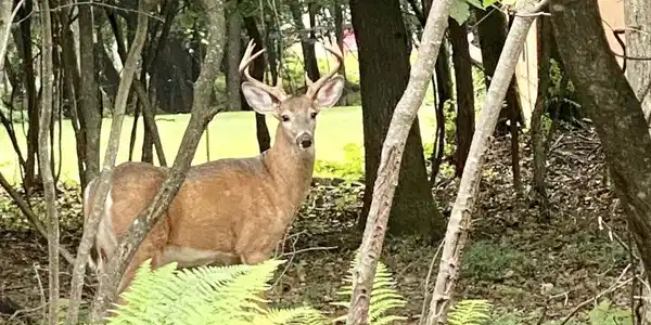 Deer Trail