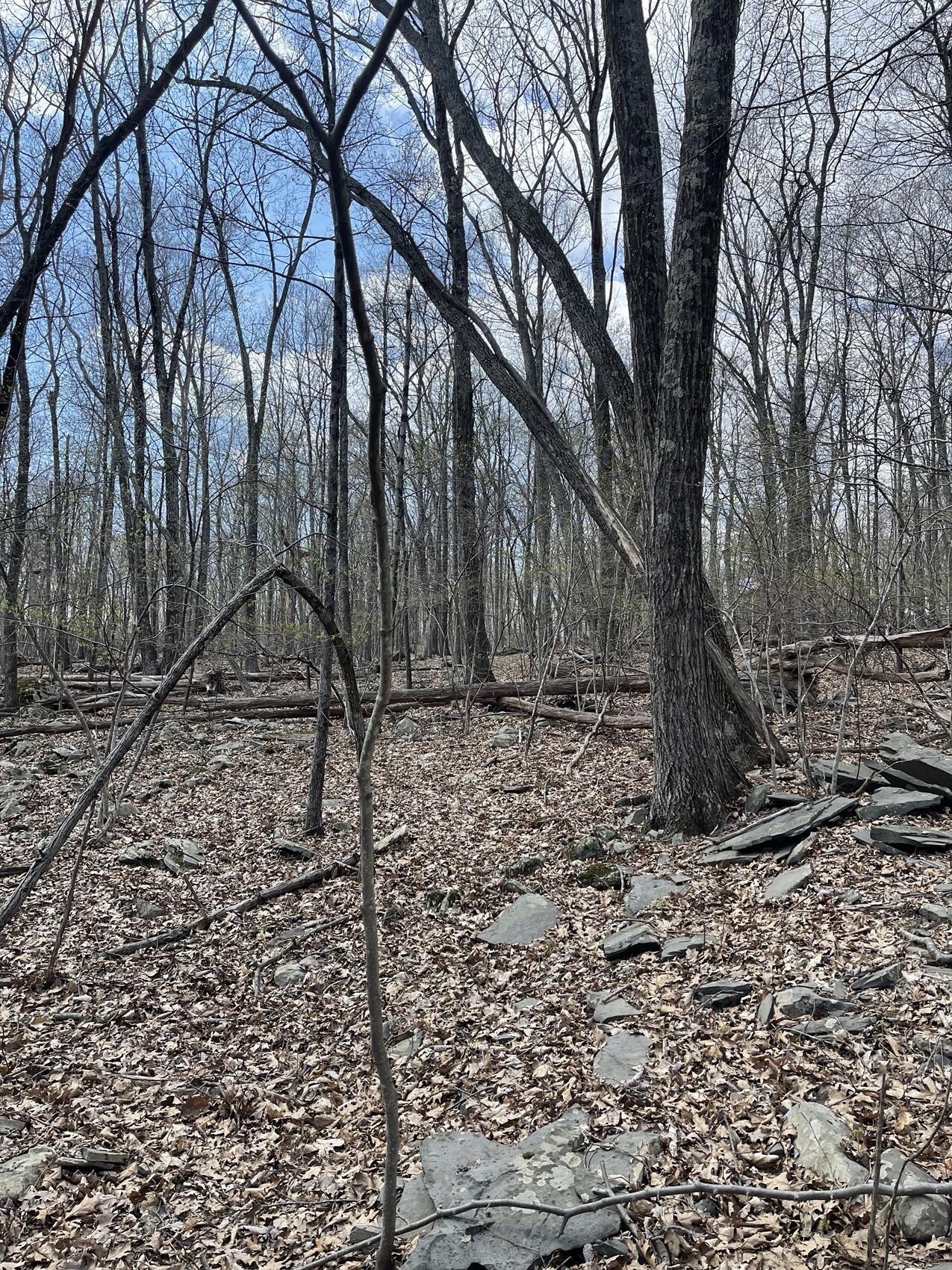 Image 2: Vacant Lot (1)