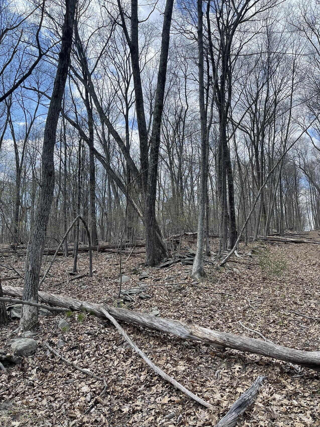 Image 3: Vacant Lot (1)