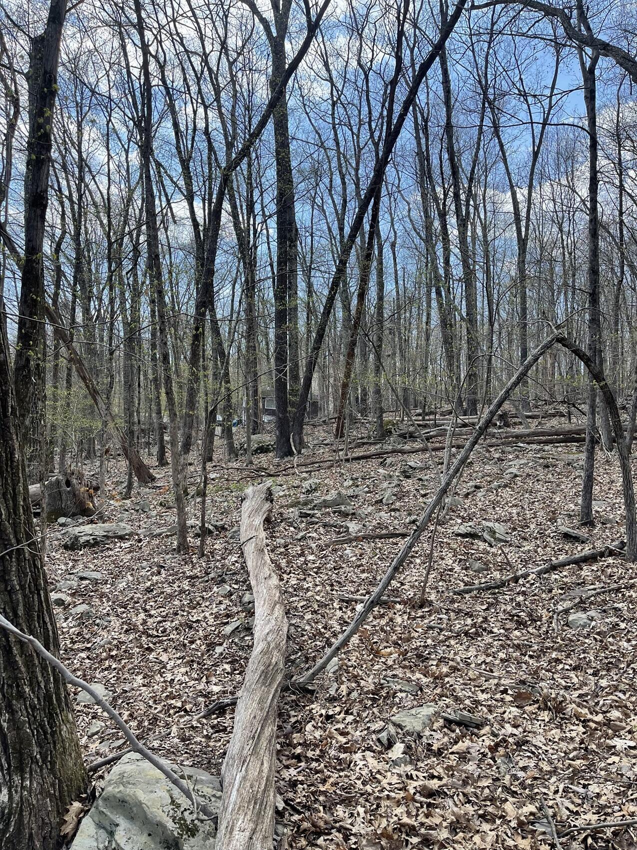 Image 4: Vacant Lot (2)