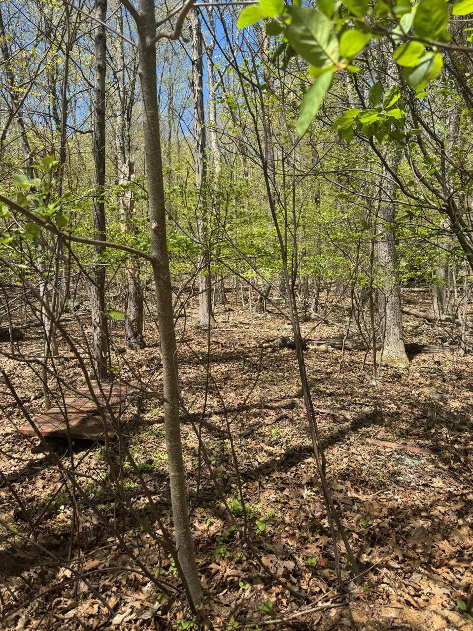 Image 1: image (9)