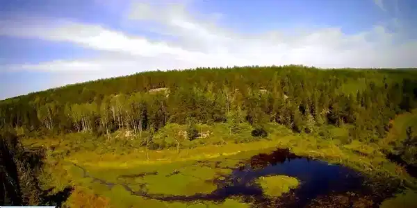 TBD Forest Road 200