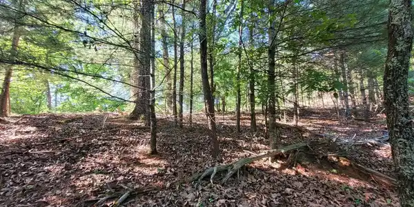 1.23 Acres Dogwood Court