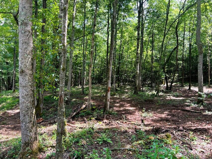 Image 3: PH 8 clearing