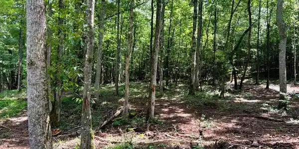 Image 3: PH 8 clearing