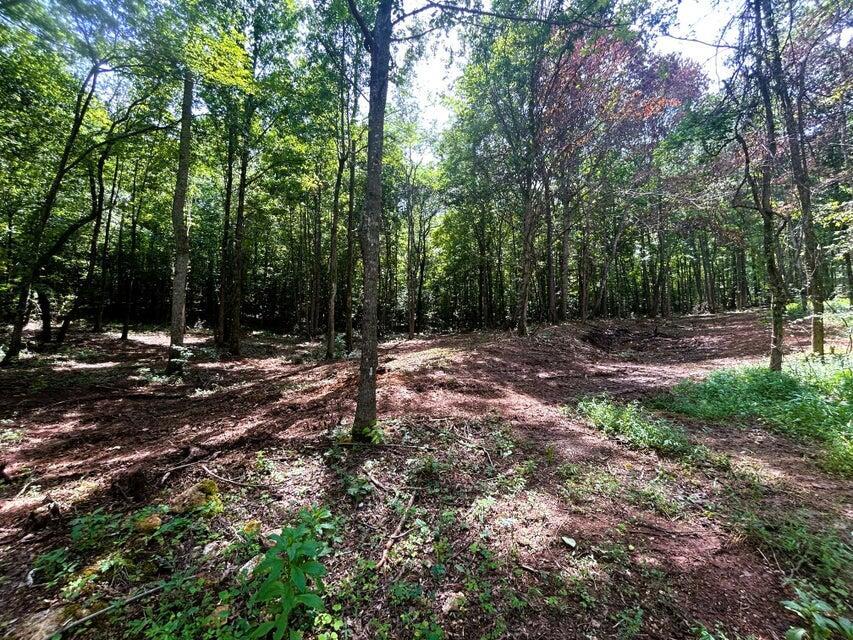 Image 4: PH 8 cleared homesite