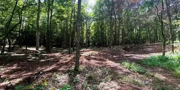 Image 4: PH 8 cleared homesite
