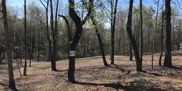 15 Piney View Drive
