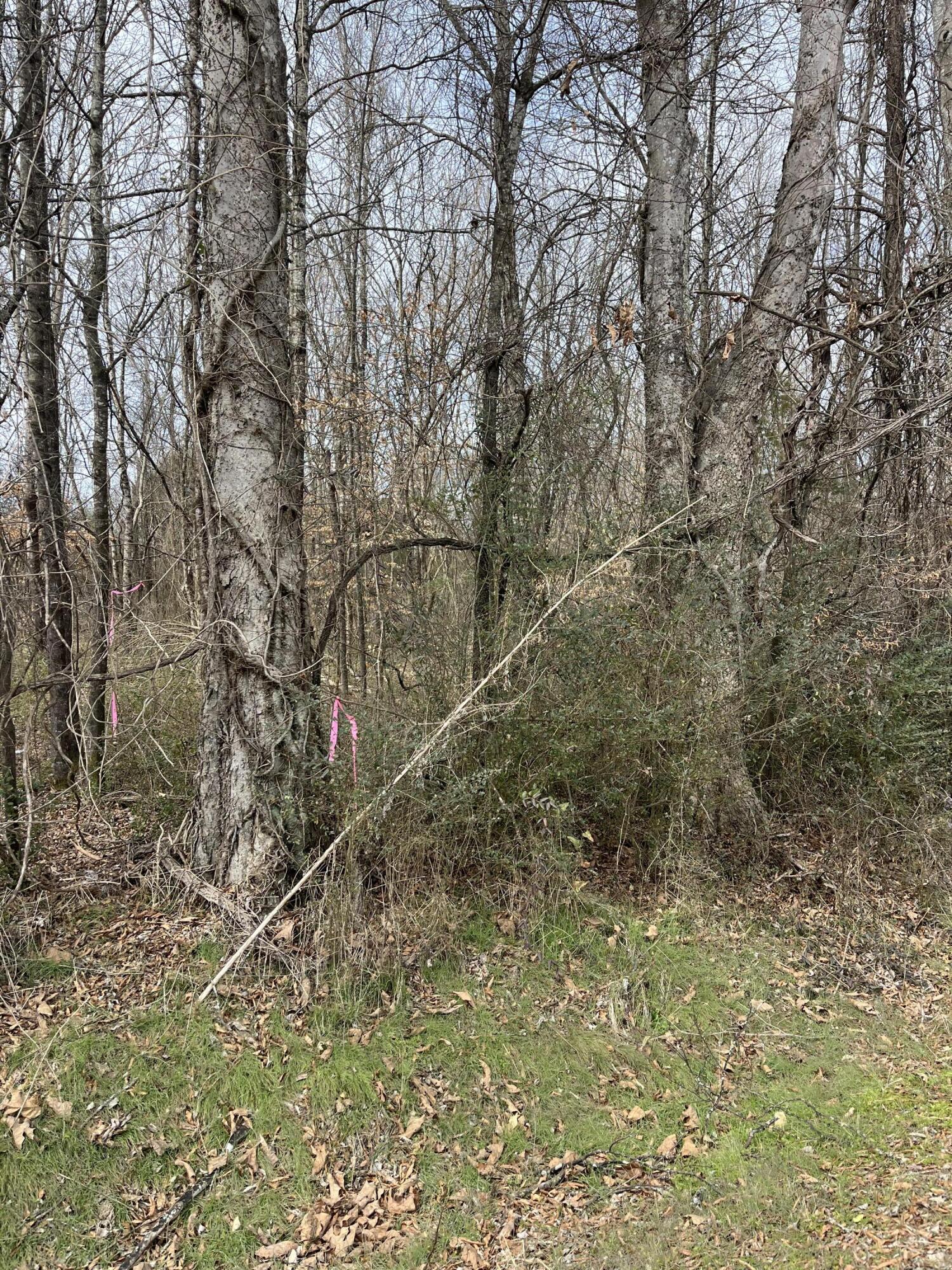 Image 2: IMG_4961