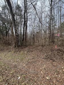Lot 7 Tennessee 304