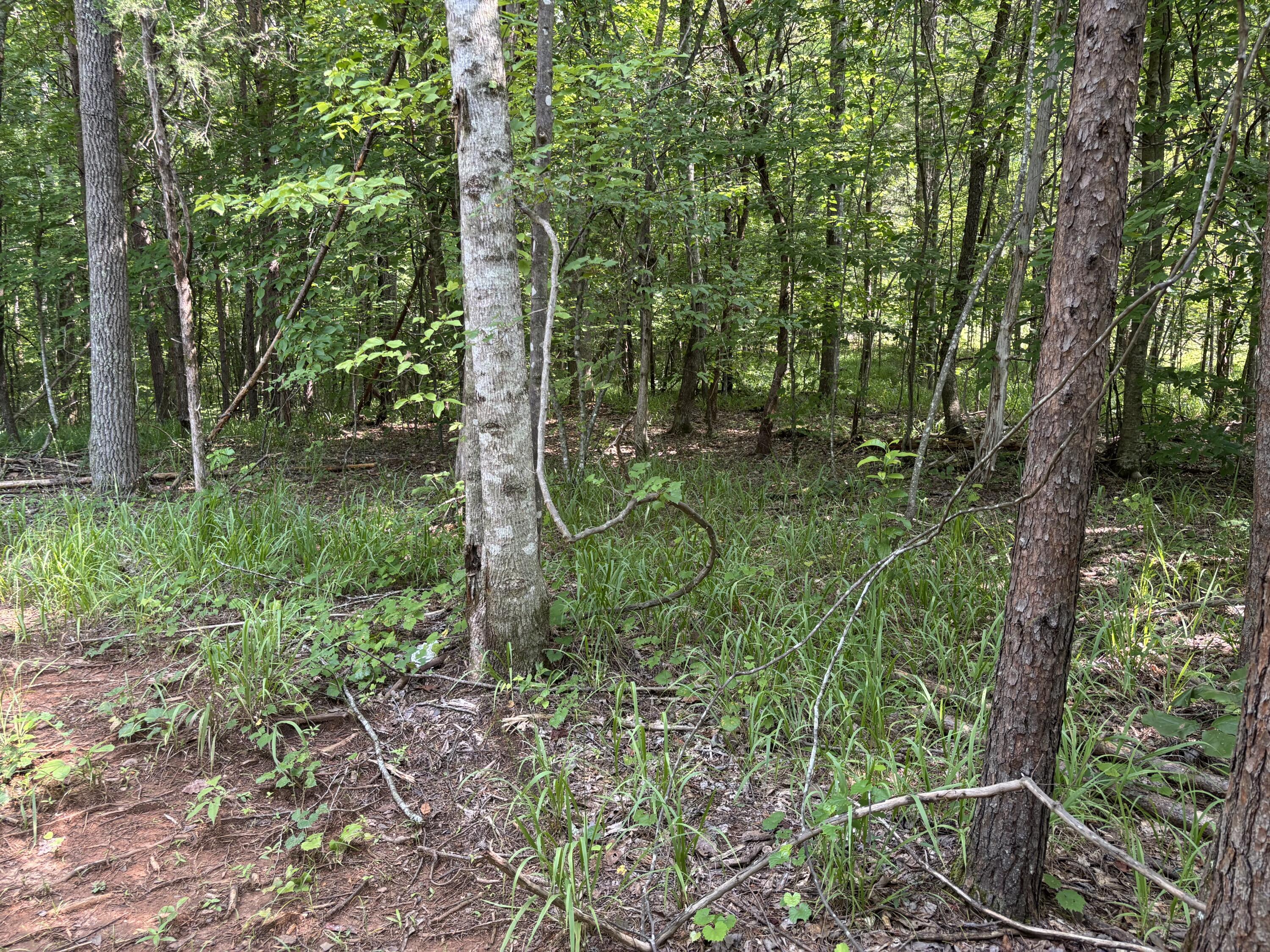 Image 3: IMG_6269
