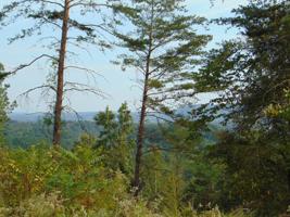 Tract 15D-6 Cameron Road