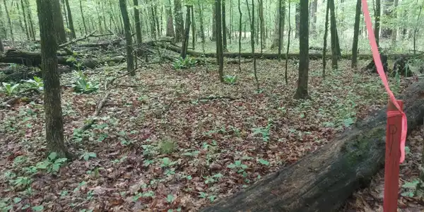 Image 3: View of Property from Property line