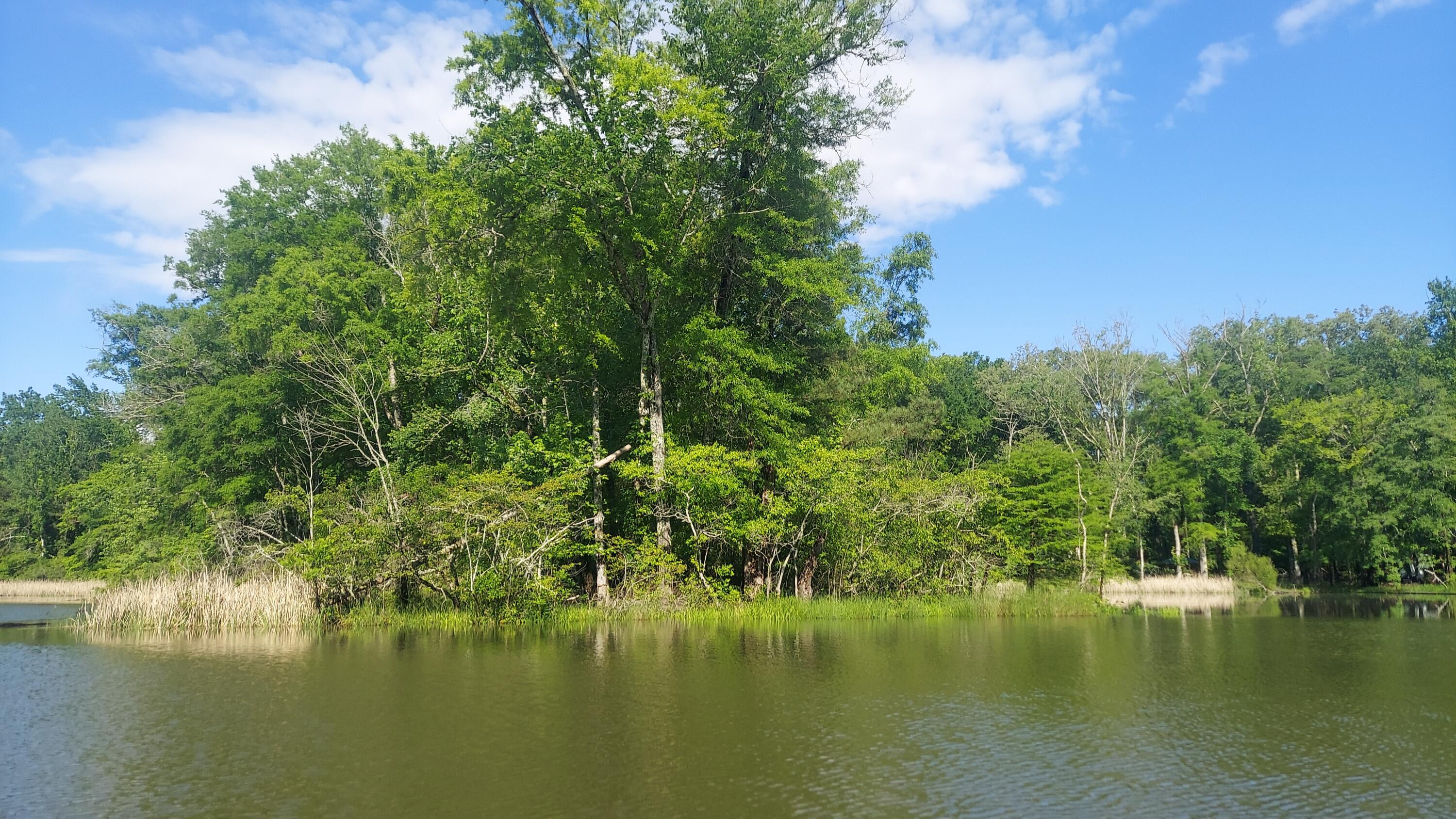 Image 4: View W from slough at shoreline