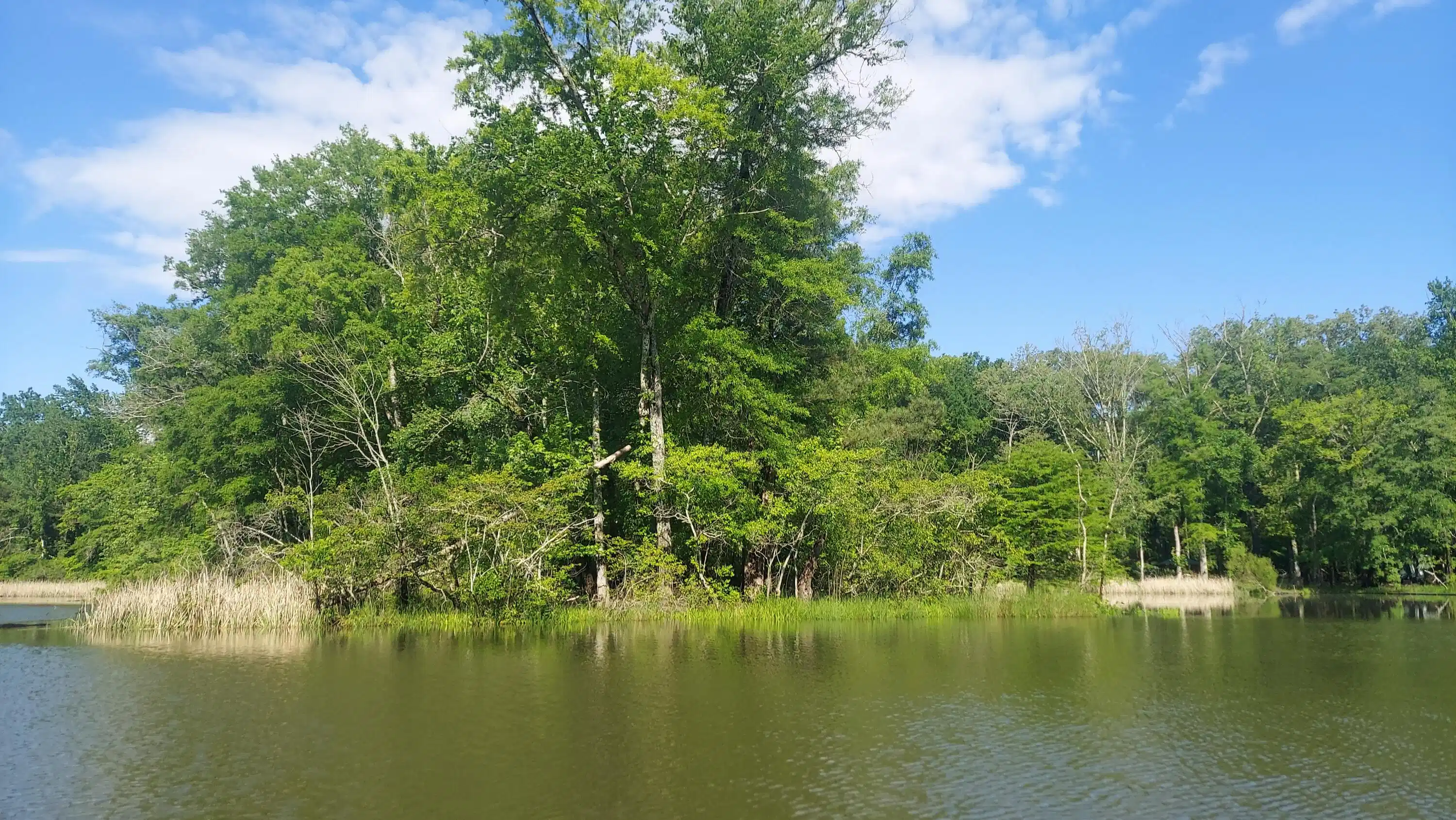 Image 1: View W from slough at shoreline