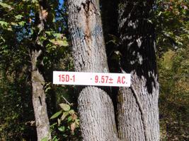 Tract 15D-1 Cameron Road