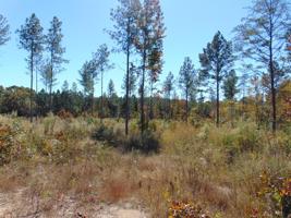 Tract 15D- Cameron Road