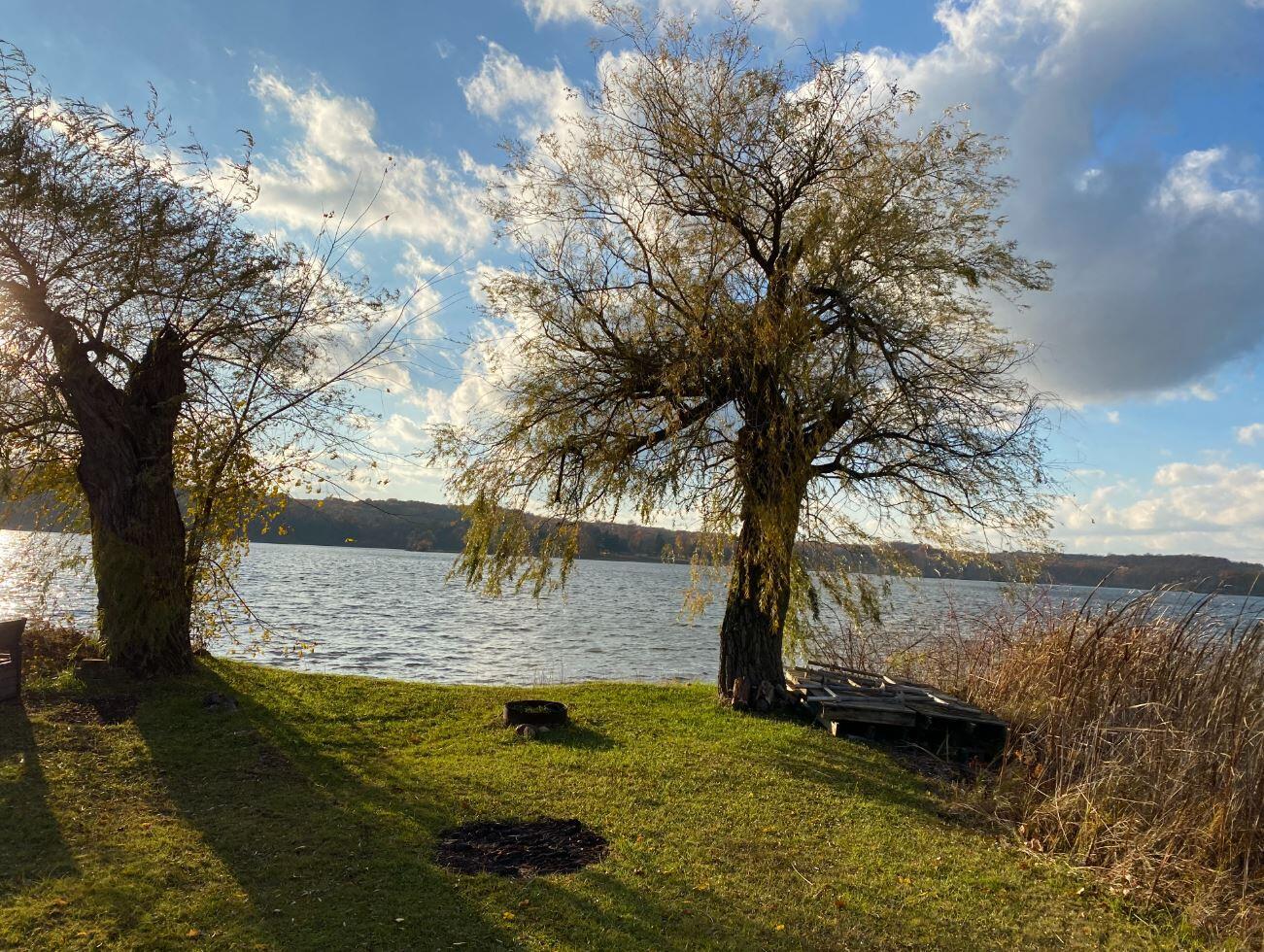 Image 3: Willows November