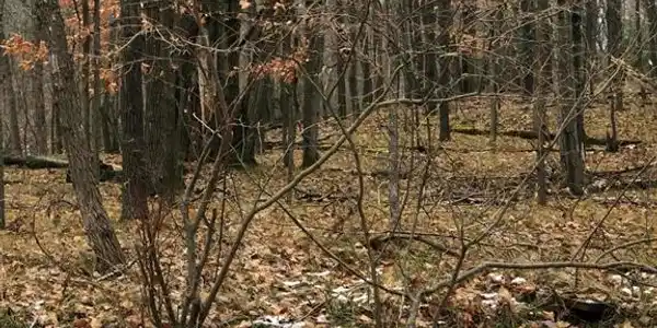 4 Tall Timber