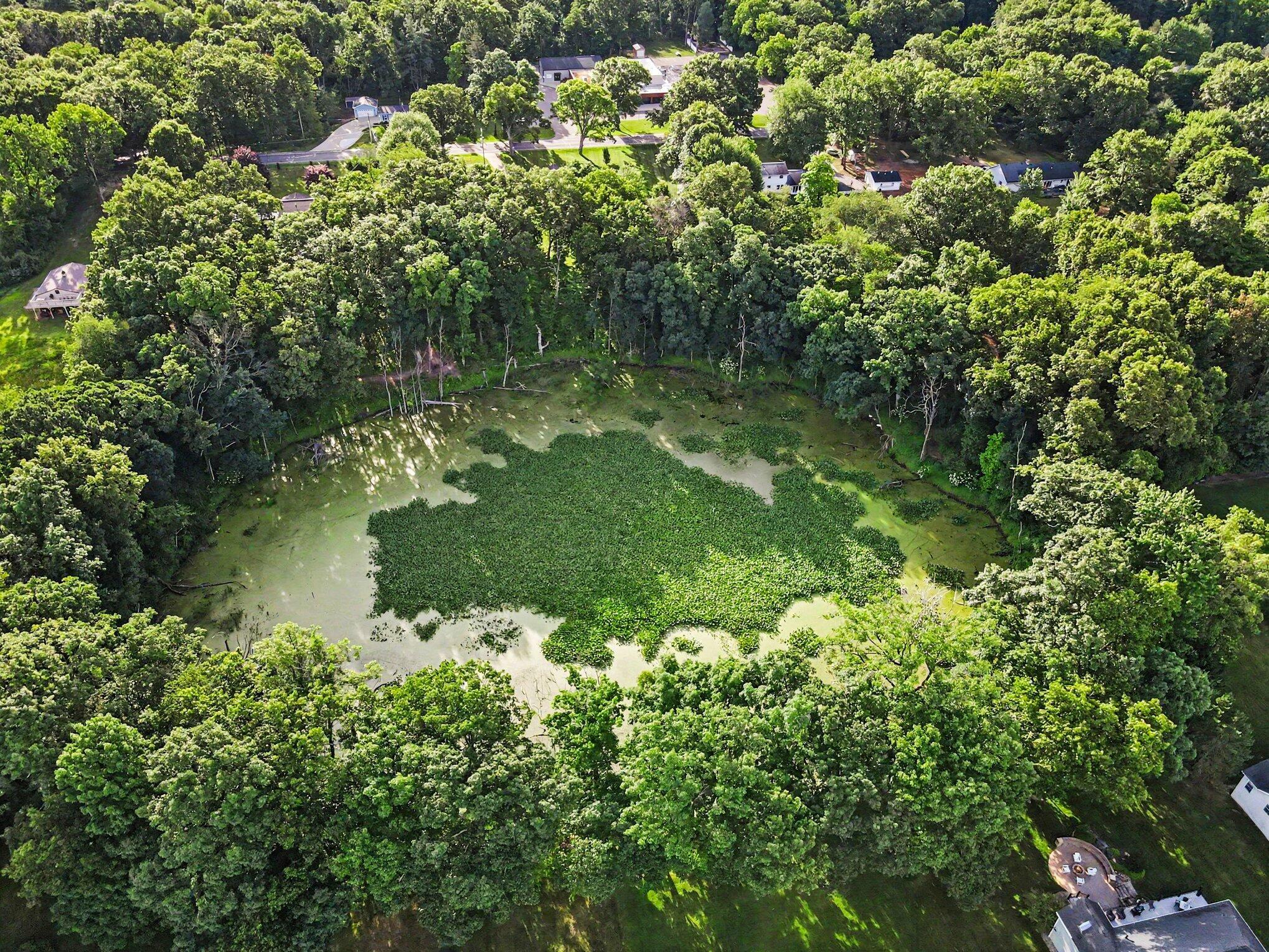 Image 2: Pond
