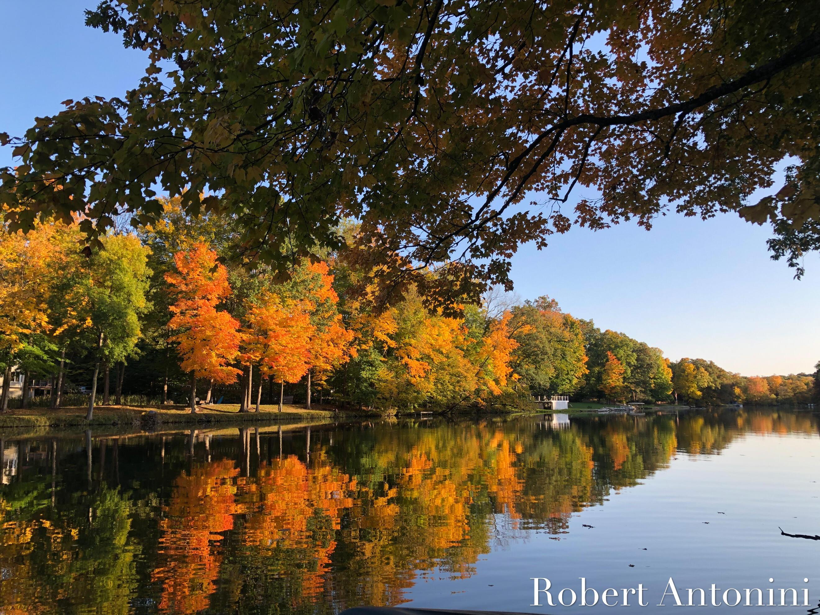 Image 4: Mature Trees for Privacy