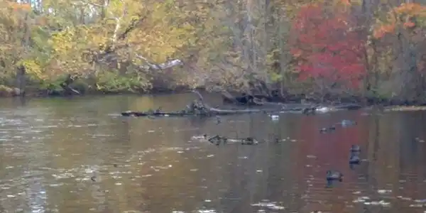 Image 4: river pic