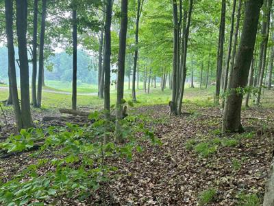 V/L 8 Forest Trail