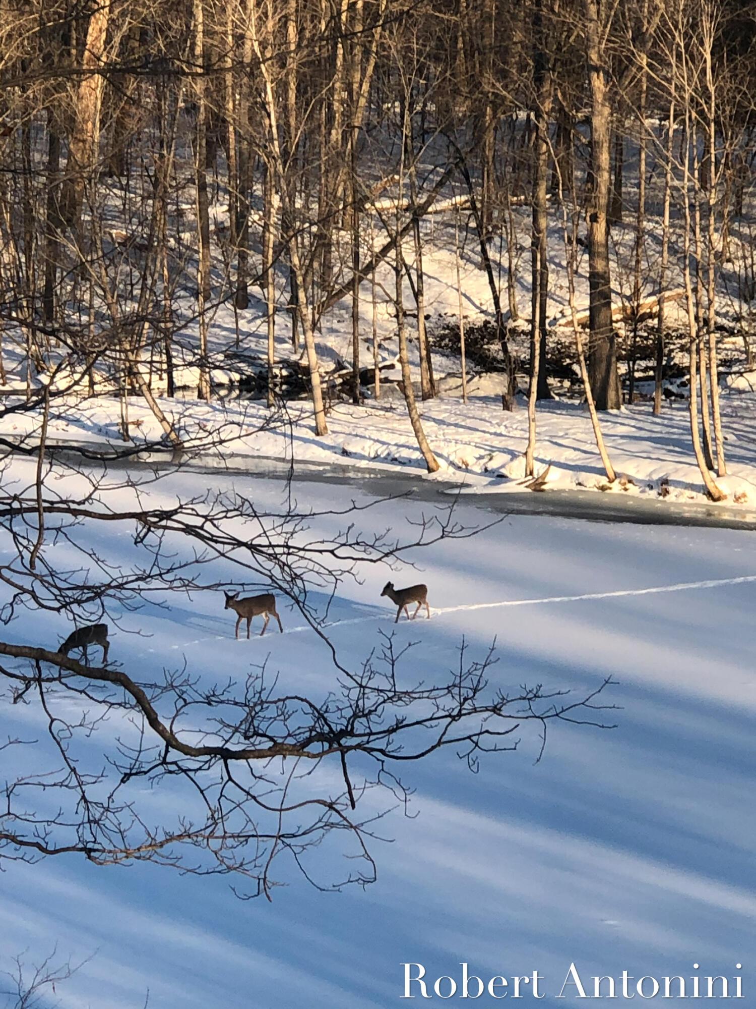Image 4: Wildlife all year