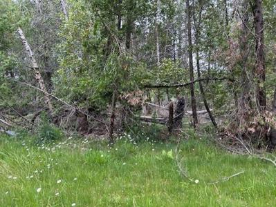 00 Pine Tree Trail