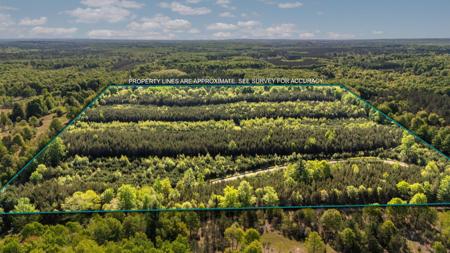 Acreage-40 Cedar Creek Road