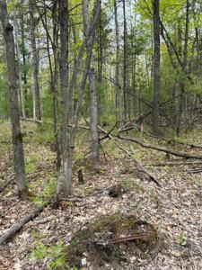 TBD Muncie View Trail