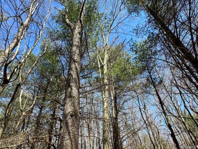2.02 Acres VL - KNIGHTS BRIDGE Road